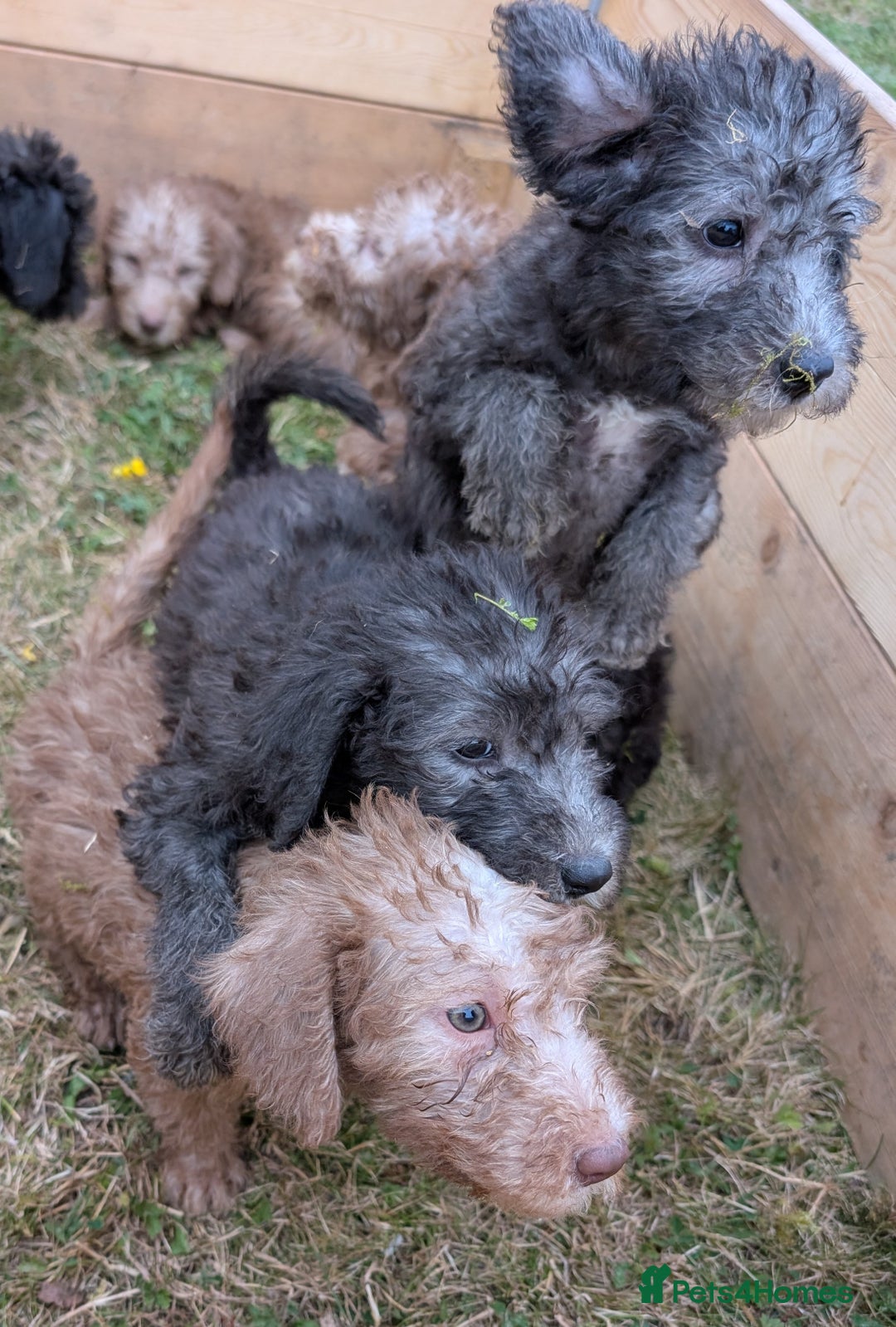 Bedlington Terrier dogs for sale: Bedlington terriers - working stock - Image 27