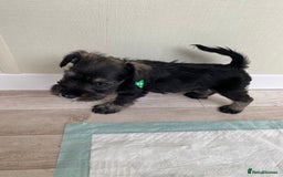 Miniature Schnauzer dogs for sale: Miniature Schnauzer Puppies-  - Image 25