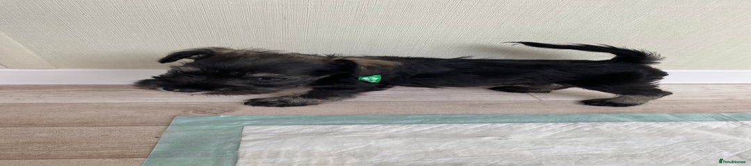 Miniature Schnauzer Puppy 7