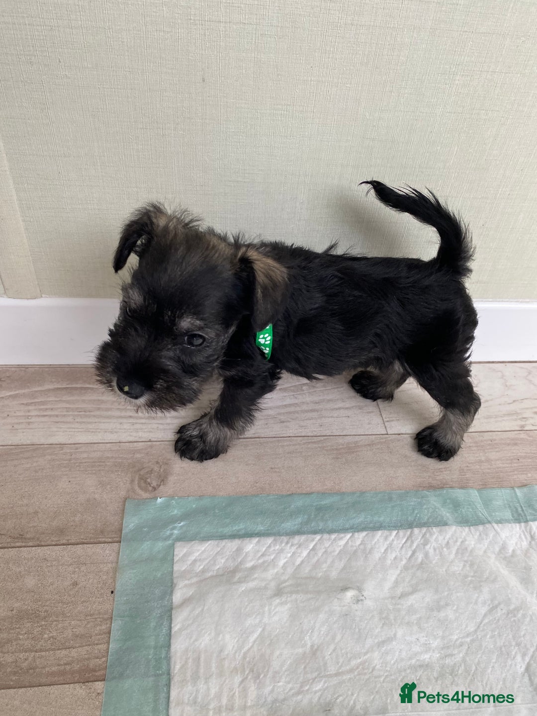 Miniature Schnauzer dogs for sale: Miniature Schnauzer Puppies-  - Image 25