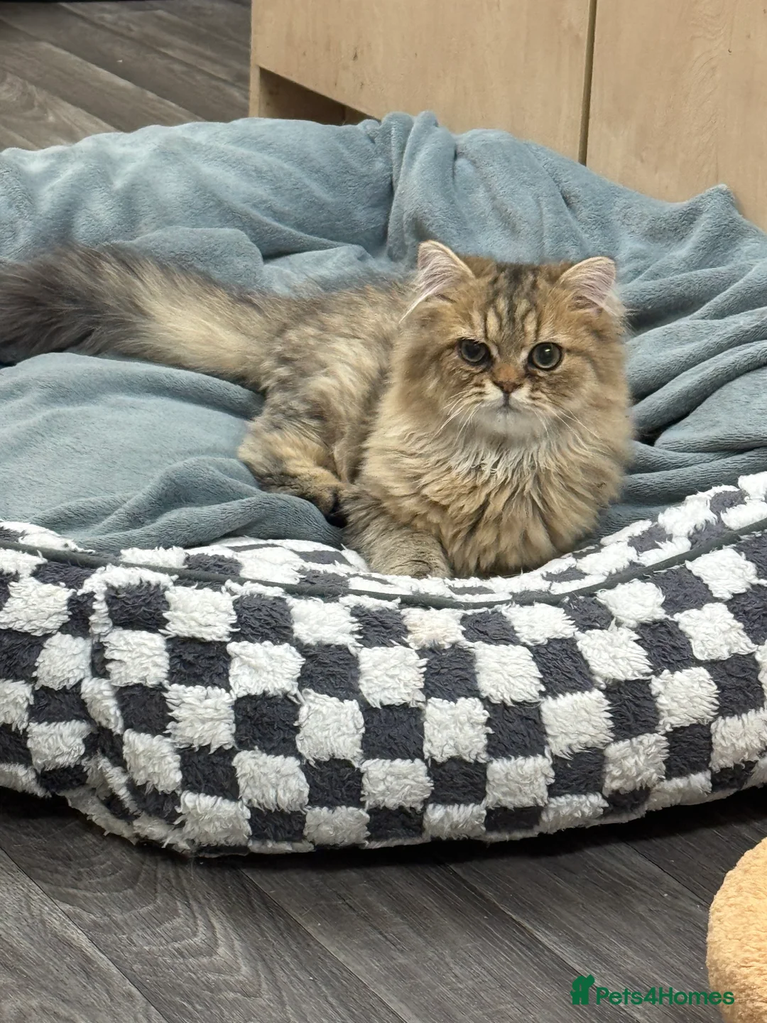 Persian cats for sale: Golden Shaded Beautiful loving boy  🐾🤎 - Advert 4