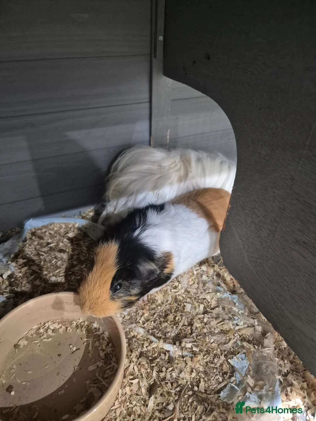 Guinea Pig rodents for sale: 2 male guinea pigs - Advert 4
