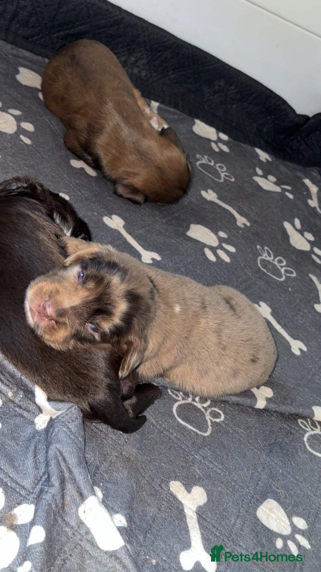 Cocker Spaniel dogs for sale: 1 stunning little boy cockerspaniel  - Image 17