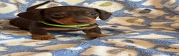 Miniature Dachshund dogs for sale: KC Miniature Dachshund Smooth haired in Castleford - Advert 9