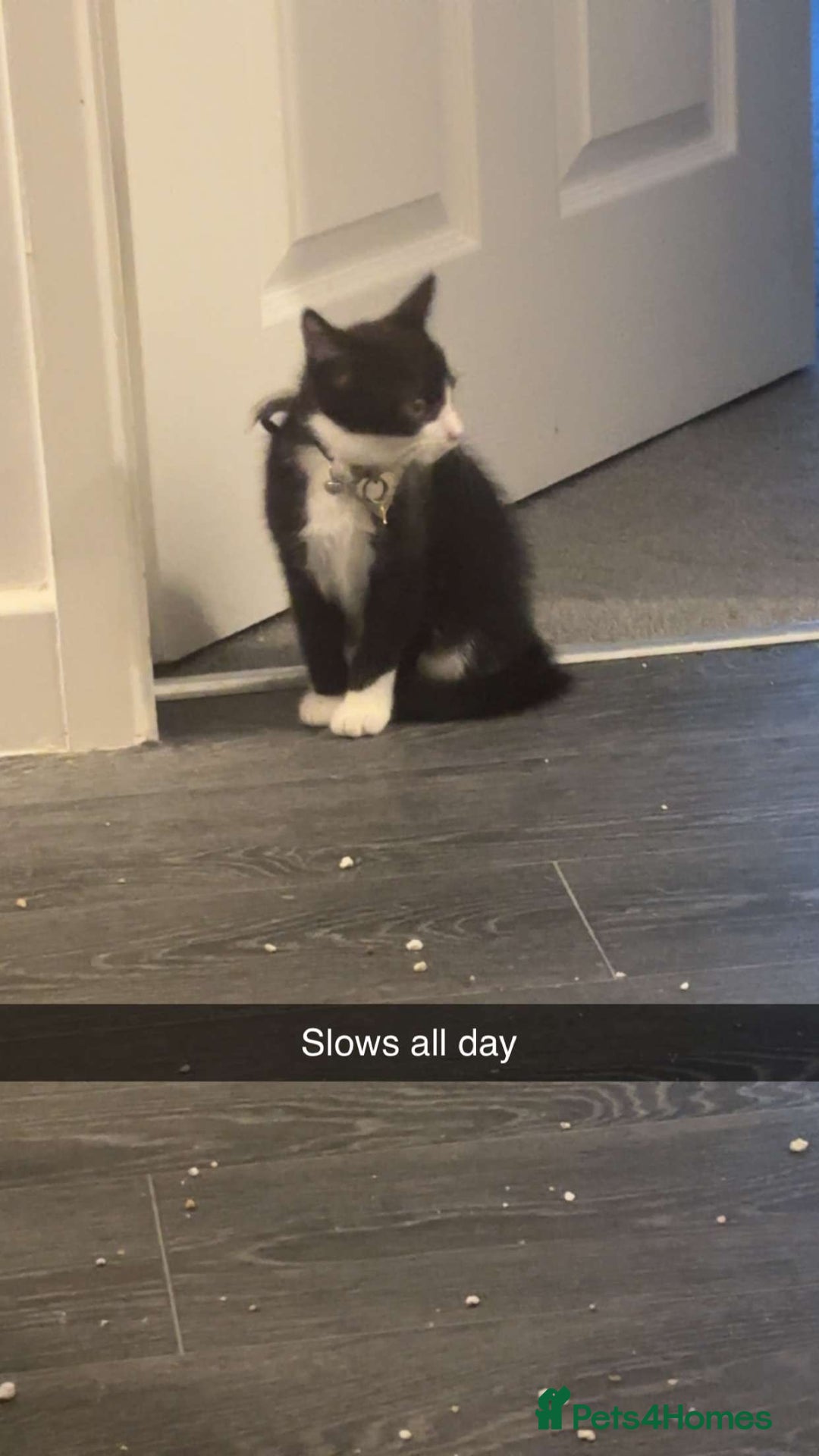 Mixed Breed cats for sale: Buddy - Advert 3