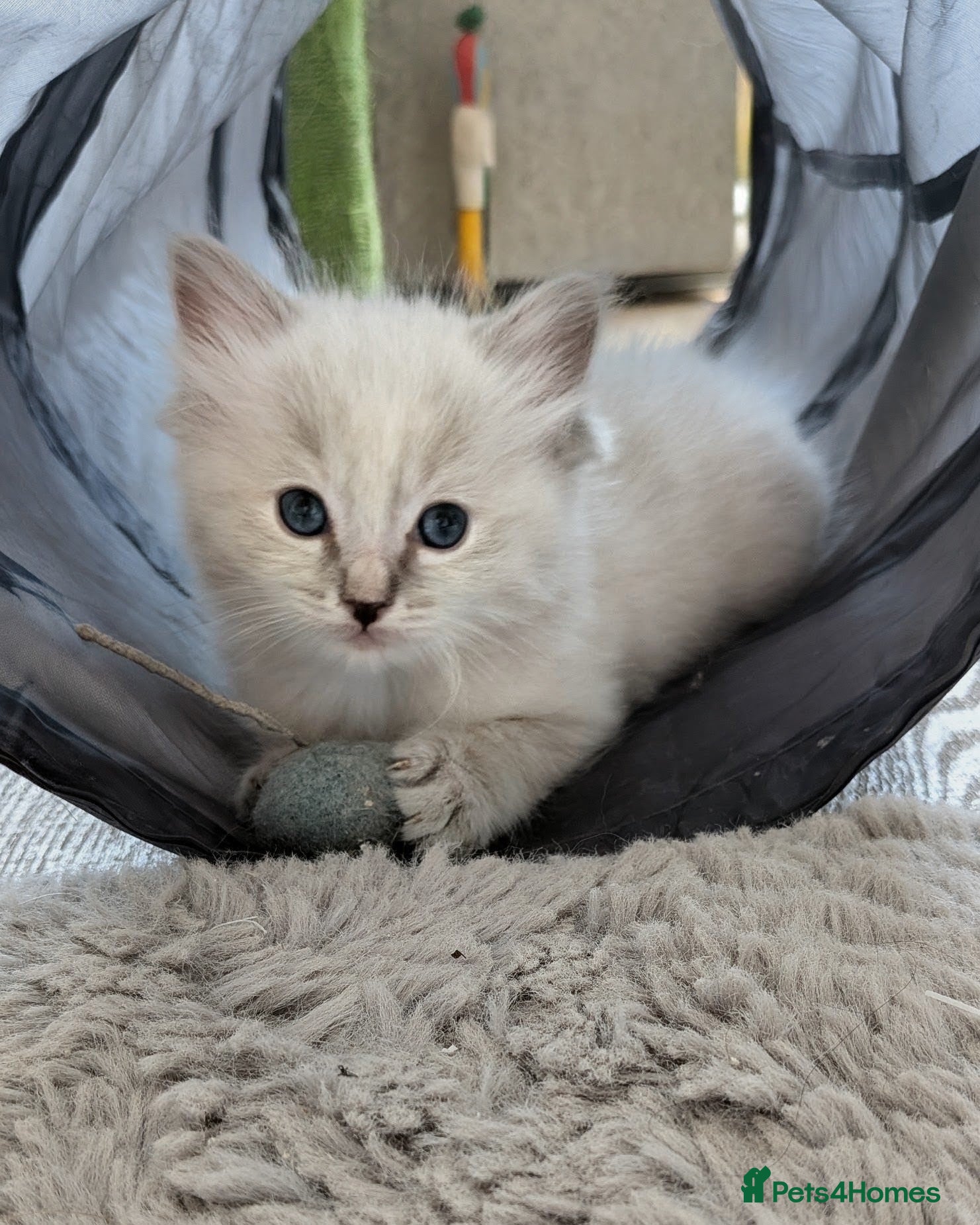 Ragdoll cats 6 beautiful pedigree kittens - Advert 2