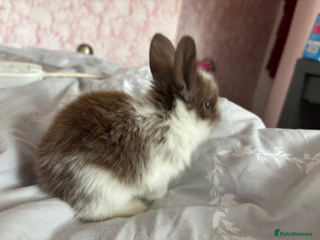 Mini Lion Lop rabbits for sale: Mini lion lop bunnies  - Image 4