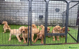 Labrador Retriever dogs for sale: Stunning kc registerd fox Red / Golders labradors  - Image 23