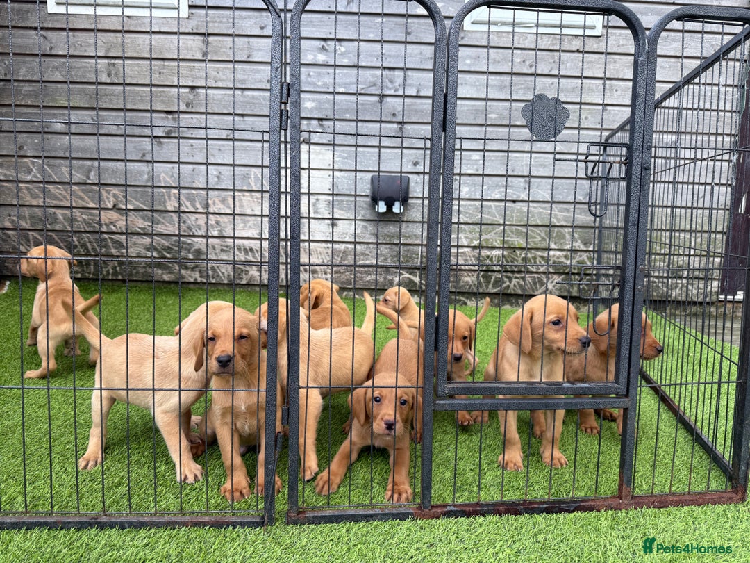 Labrador Retriever dogs for sale: Stunning kc registerd fox Red / Golders labradors  - Image 23