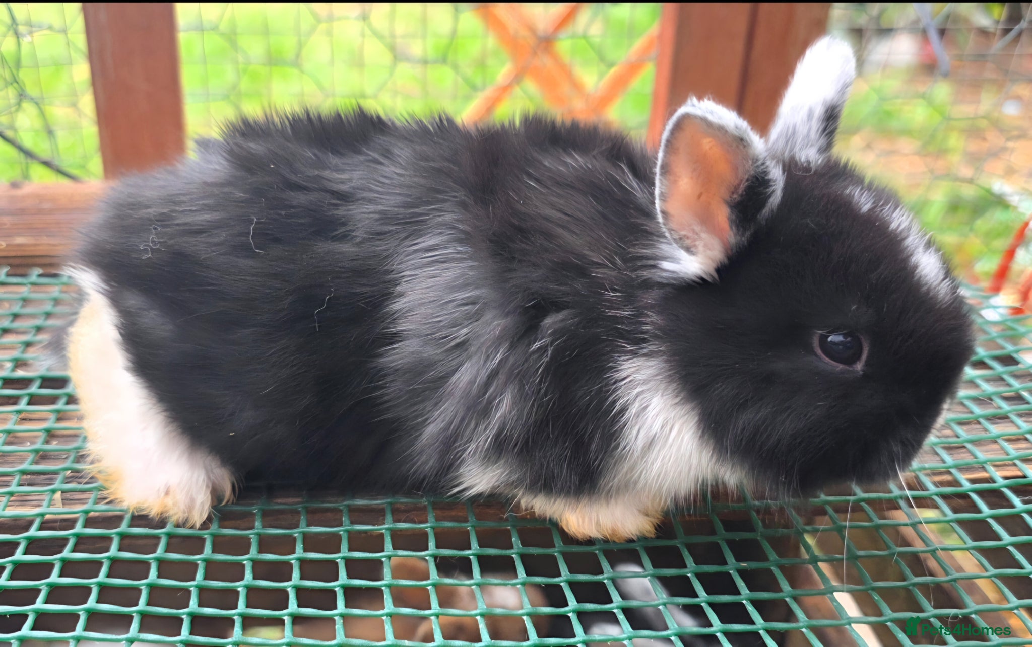 Mixed Breed rabbits Beautiful babies looking for forever families - Advert 17