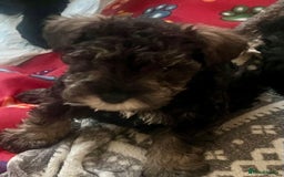 Mixed Breed dogs for sale: 🐾🐶Schnauzer/ Schnoodles 🐶🐾 - Image 20
