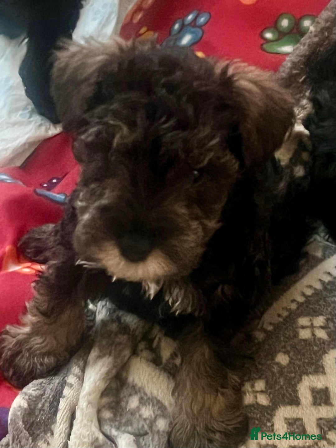 Mixed Breed dogs for sale: 🐾🐶Schnauzer/ Schnoodles 🐶🐾 - Image 20