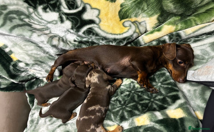 Miniature Dachshund dogs - Advert 1
