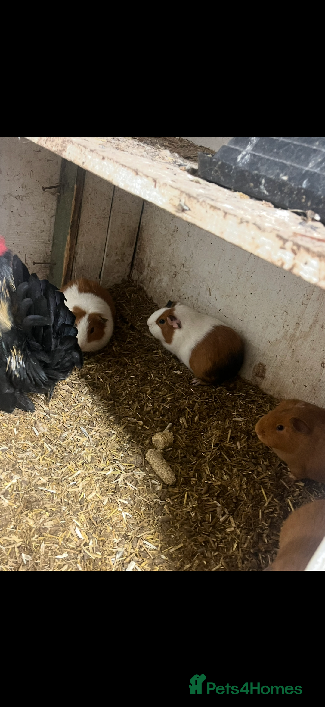 Guinea Pig rodents for sale: Guinea pigs 🐹 - Advert 5