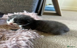 Mixed Breed cats for sale: 7 kittens looking for new home - Image 22