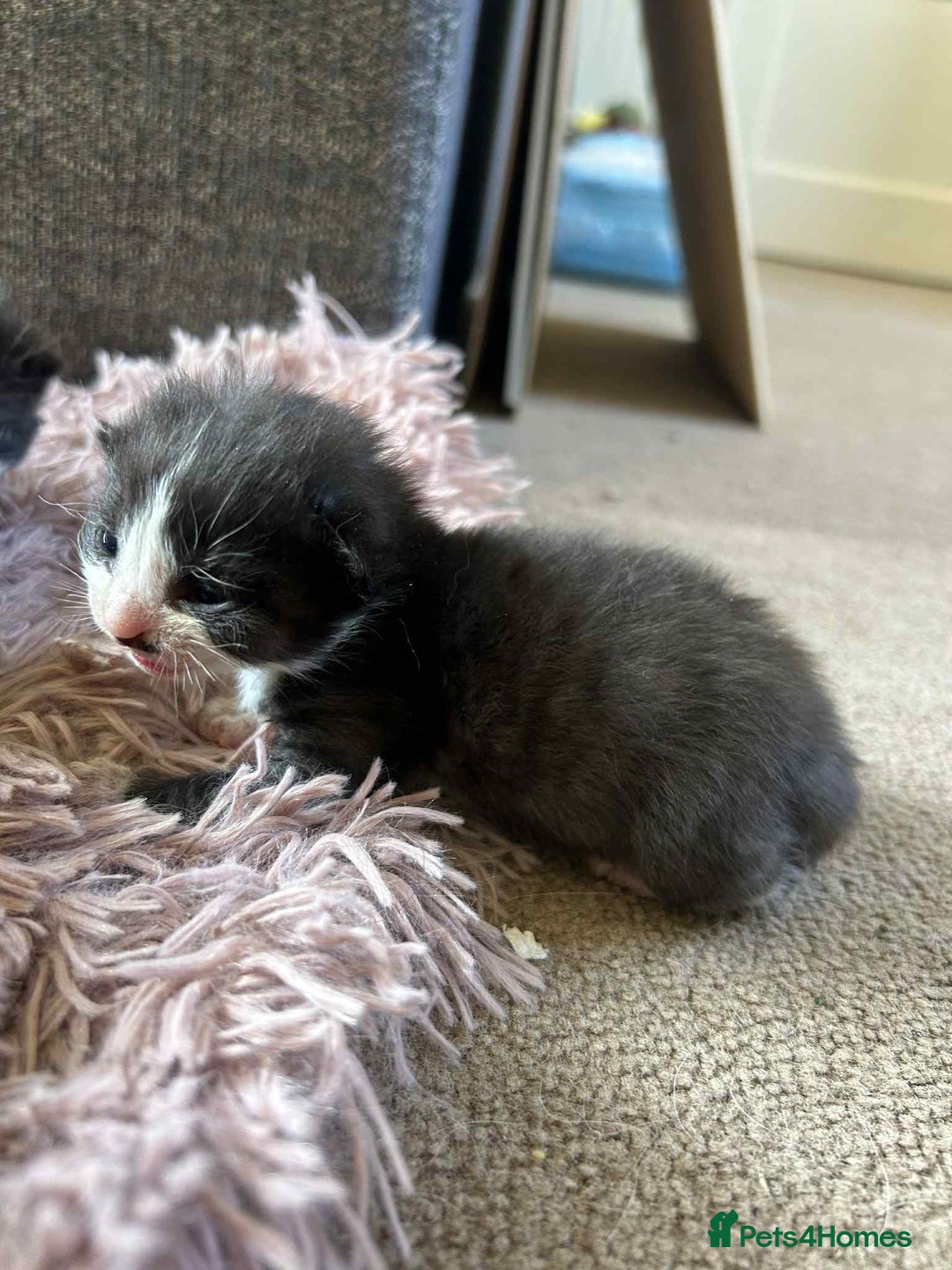 Mixed Breed cats for sale: 7 kittens looking for new home - Image 22