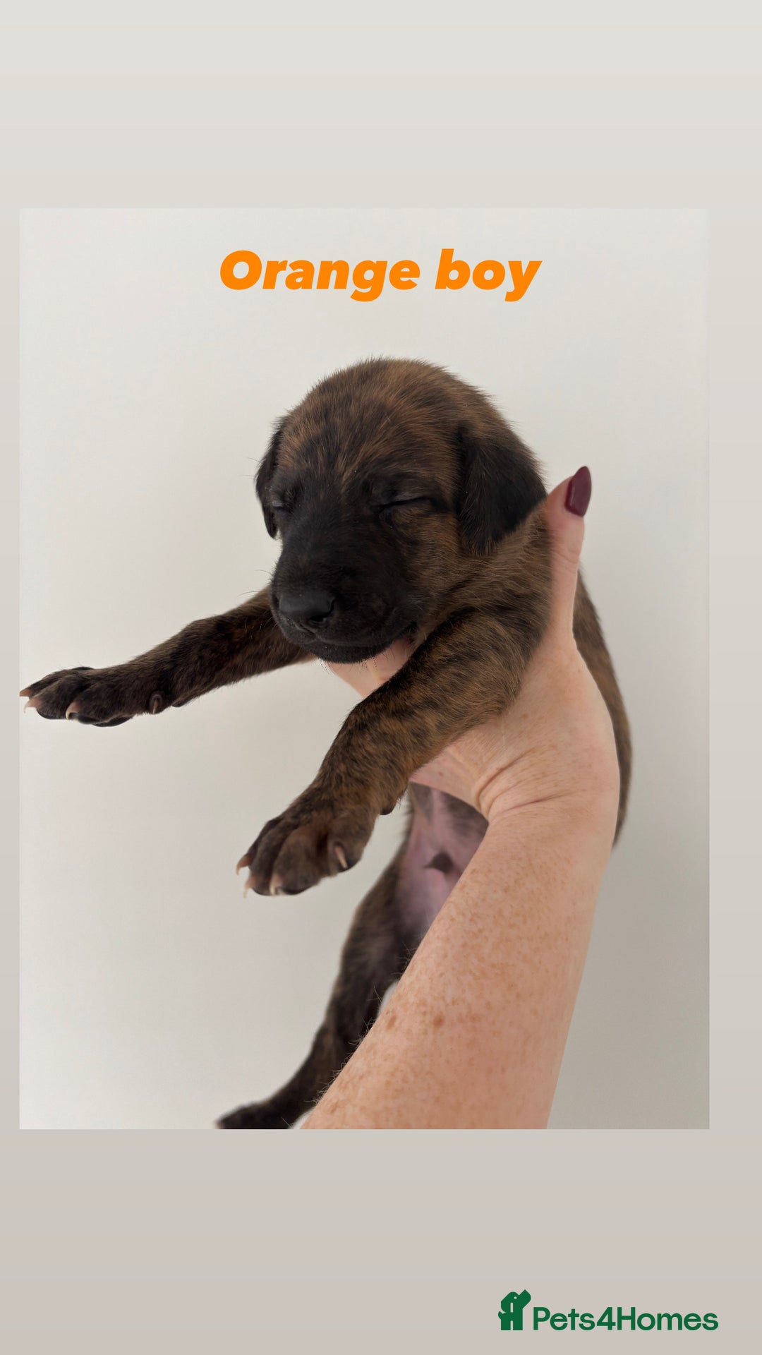 Mixed Breed dogs for sale: Pharaoh hound x whippet puppies  - Image 9