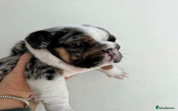 English Bulldog dogs for sale: Beautiful English bulldog puppies  - Advert 14