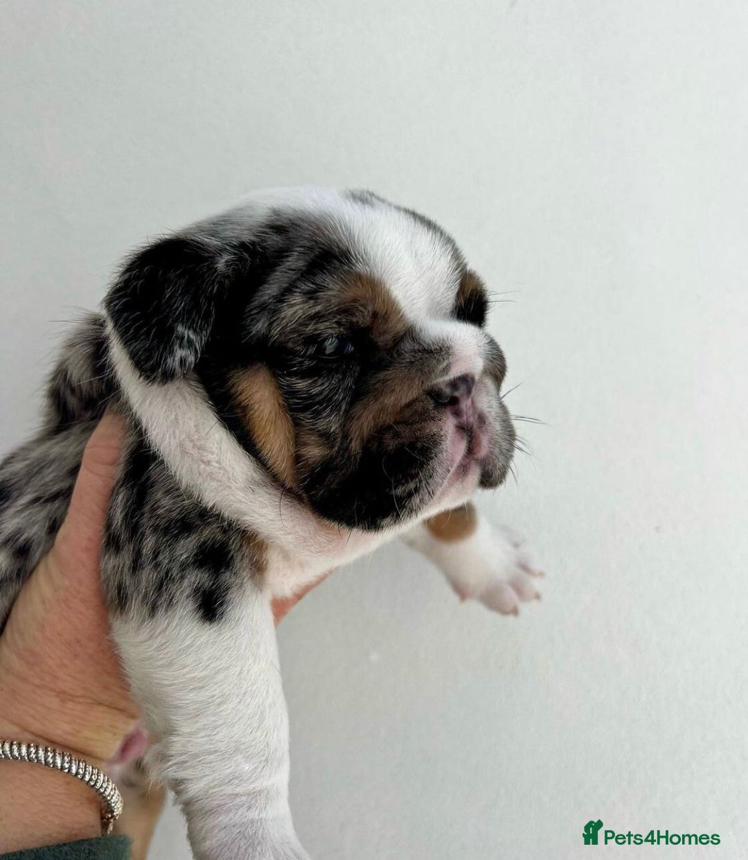 English Bulldog dogs for sale: Beautiful English bulldog puppies  - Advert 14