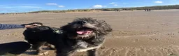 Mixed Breed dogs for adoption: Meet Livi, currently residing in Cheshire - Advert 7
