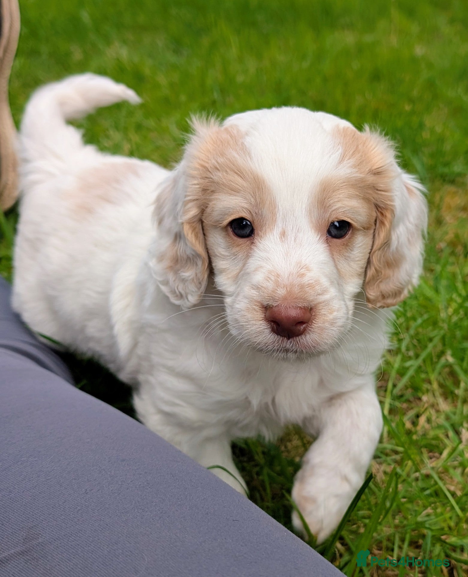 Cockapoo dogs Ready now! Licensed breeder health tested F1 pups - Advert 2