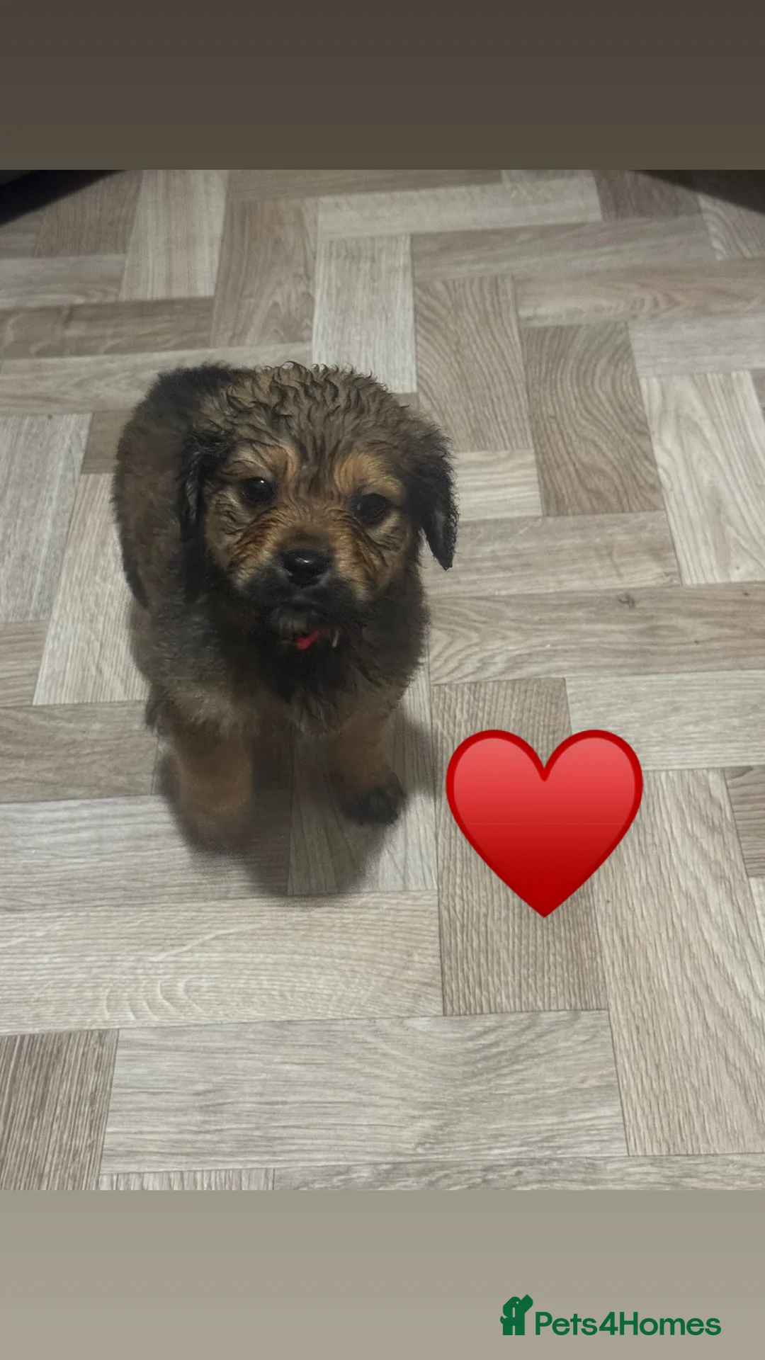 Mixed Breed dogs for sale: Rottweiler cross puppies - Advert 5