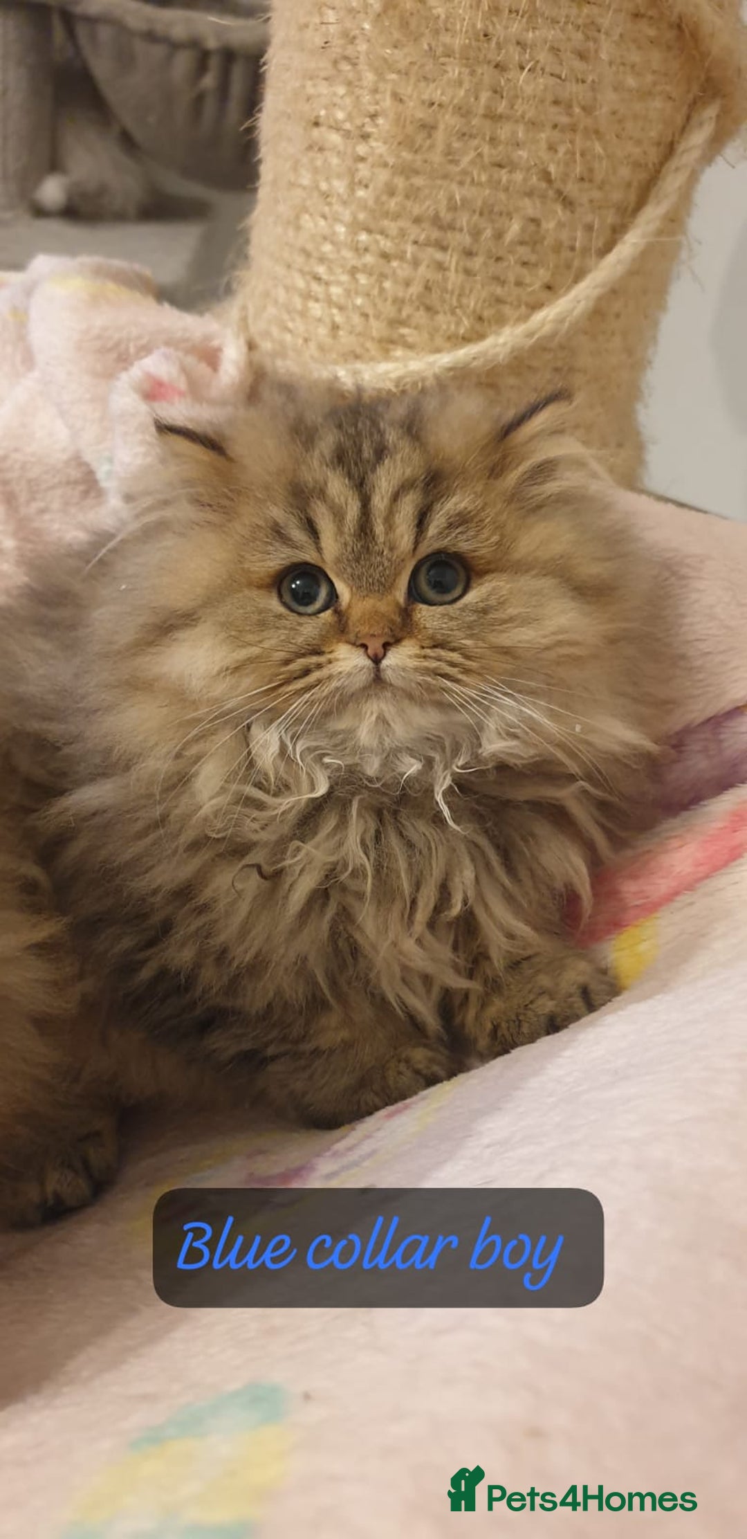 Persian cats for sale: 💖Beautiful Pedigree Chinchilla Persian Kittens. - Advert 14