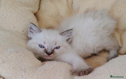 Ragdoll cats for sale: Sweet natured pure bred Ragdoll kittens  - Image 6