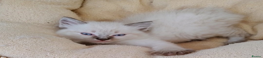Ragdoll Kitten 4