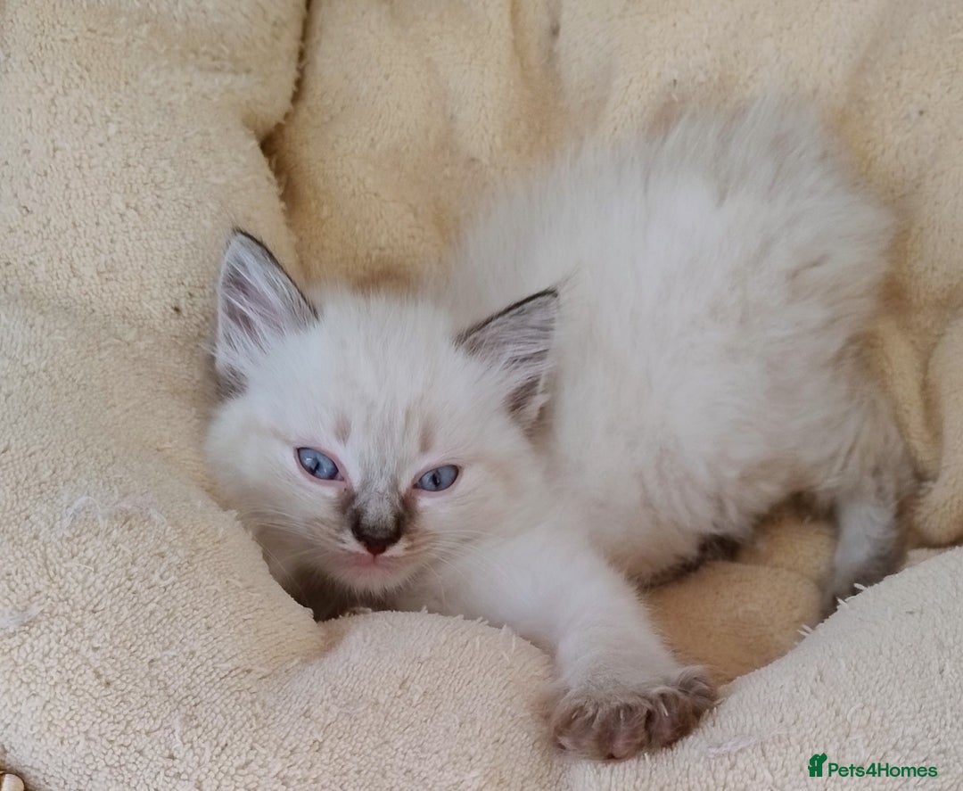 Ragdoll cats for sale: Sweet natured pure bred Ragdoll kittens  - Image 6