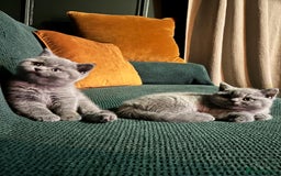 British Shorthair cats for sale: Kind Souls Fluffy Coats British Shorthair Kittens - Image 5
