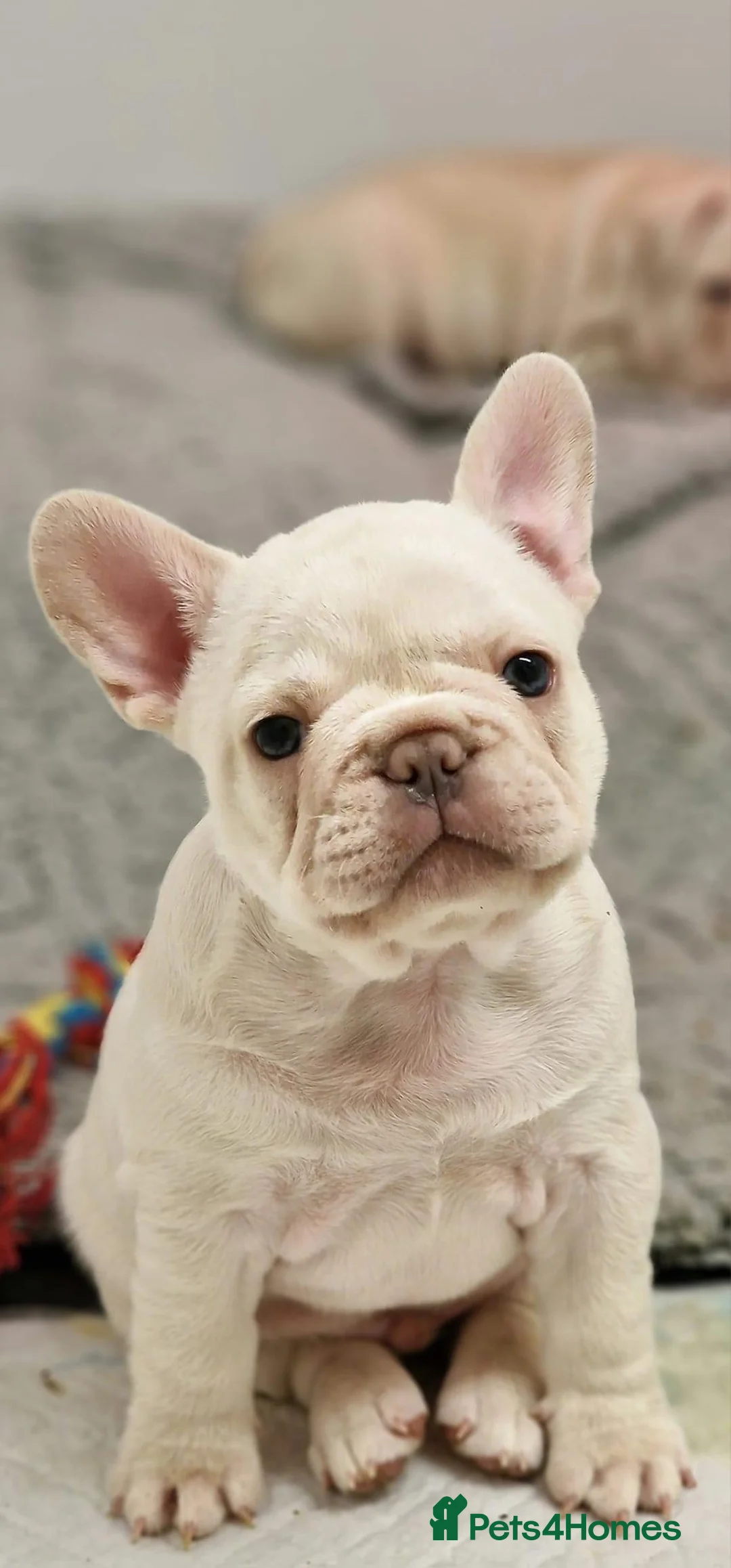 French Bulldog dogs for stud: ISABELLA NEWSHADE AND TAN CREAM CARRIER STUD in Boston - Advert 31