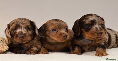 Miniature Dachshund dogs - Advert 12