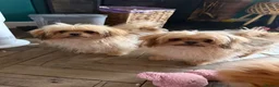Mixed Breed dogs for sale: Exceptional Pomeranian x Shihtzu  champion lines  - Advert 3