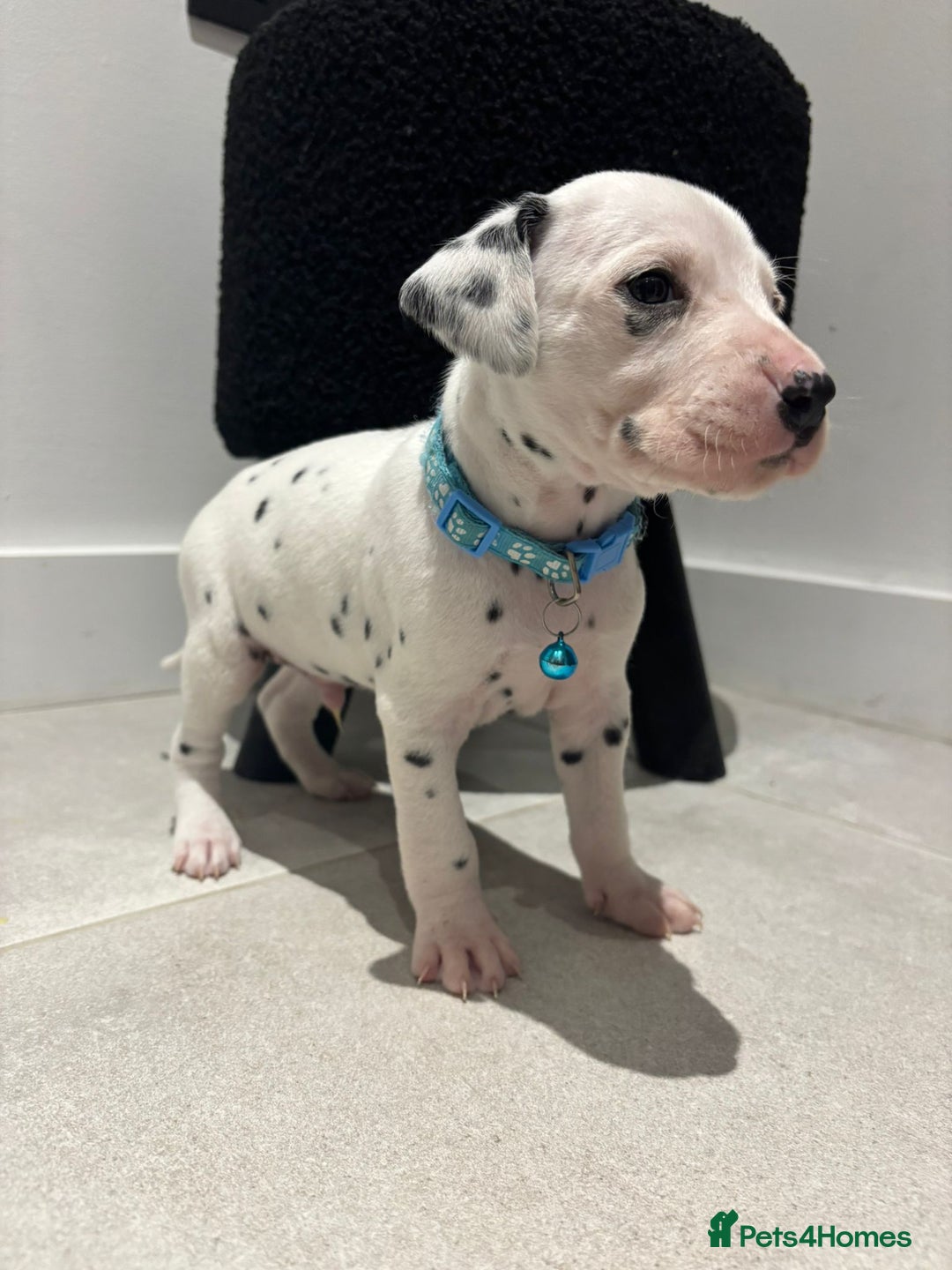 Dalmatian dogs for sale: Dalmatians for Sale (Last 2 Boys Left) - Advert 8