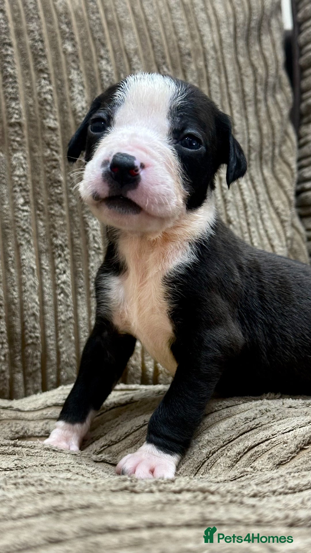 Cane Corso dogs for sale: Cane Corso Puppies for Sale - Image 8