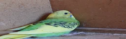 Budgerigars birds for sale: Baby Budgies For Sale. Born In April - Advert 3