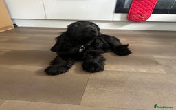 Cocker Spaniel dogs for sale: English show cocker spaniel male - Image 6