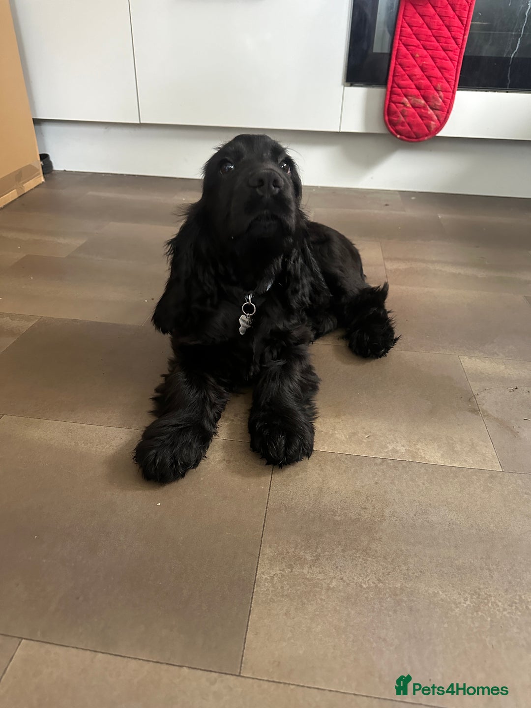 Cocker Spaniel dogs for sale: English show cocker spaniel male - Image 6