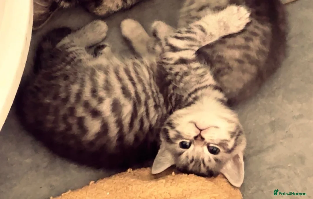 Mixed Breed cats for sale: 🐾 Two Gorgeous Male Kittens for Loving Homes 🐾 - Advert 2