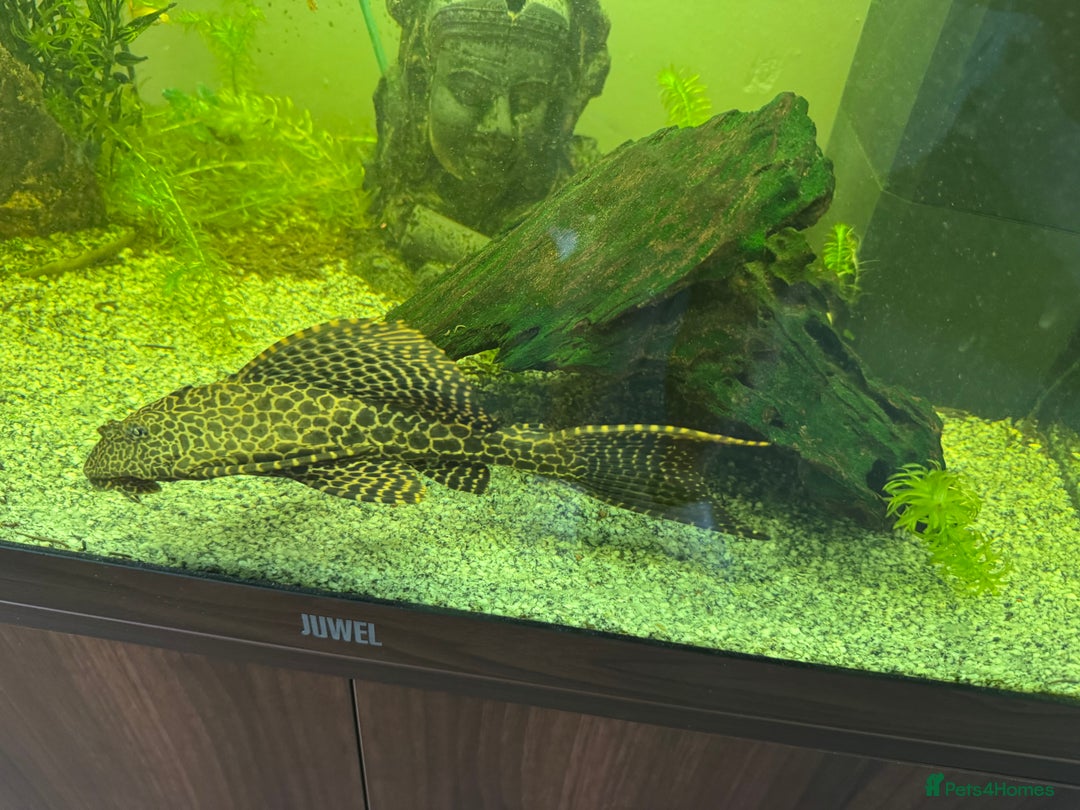 Plecos fish for sale: Sailfin pleco - Advert 8