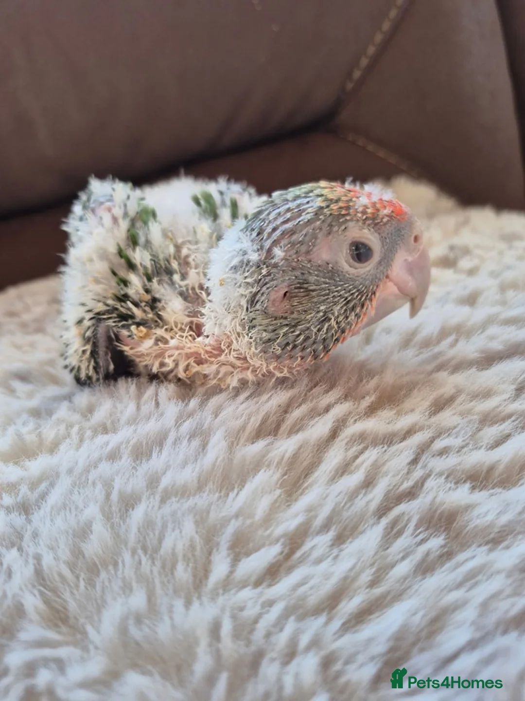 Parrots birds for sale: Cape Parrot for sale  in London - Advert 3