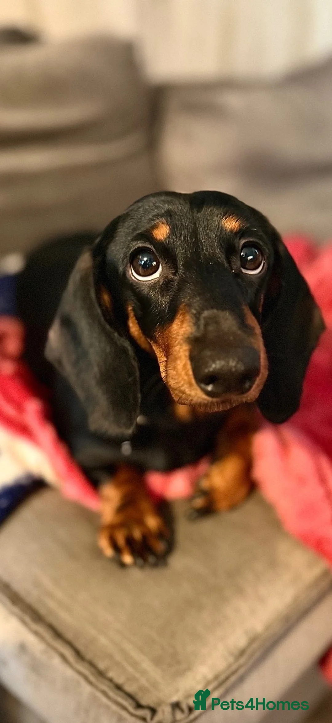 Dachshund dogs for sale: Cara  in Lichfield - Advert 4