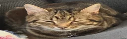 Mixed Breed cats for sale: Cute kittens - Advert 5