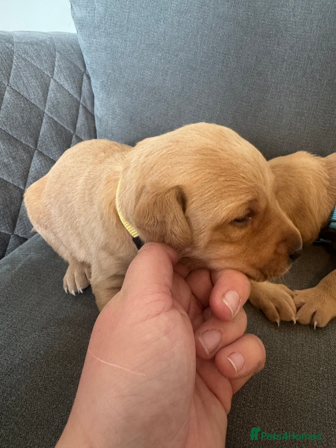 Labrador Retriever dogs for sale: Mixed Yellow and Red Labrador Puppies - Advert 13