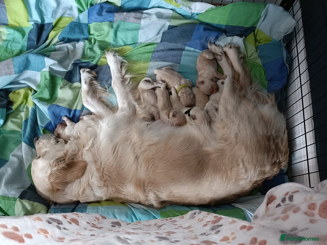 Golden Retriever dogs for sale: Available for STUD - Image 14