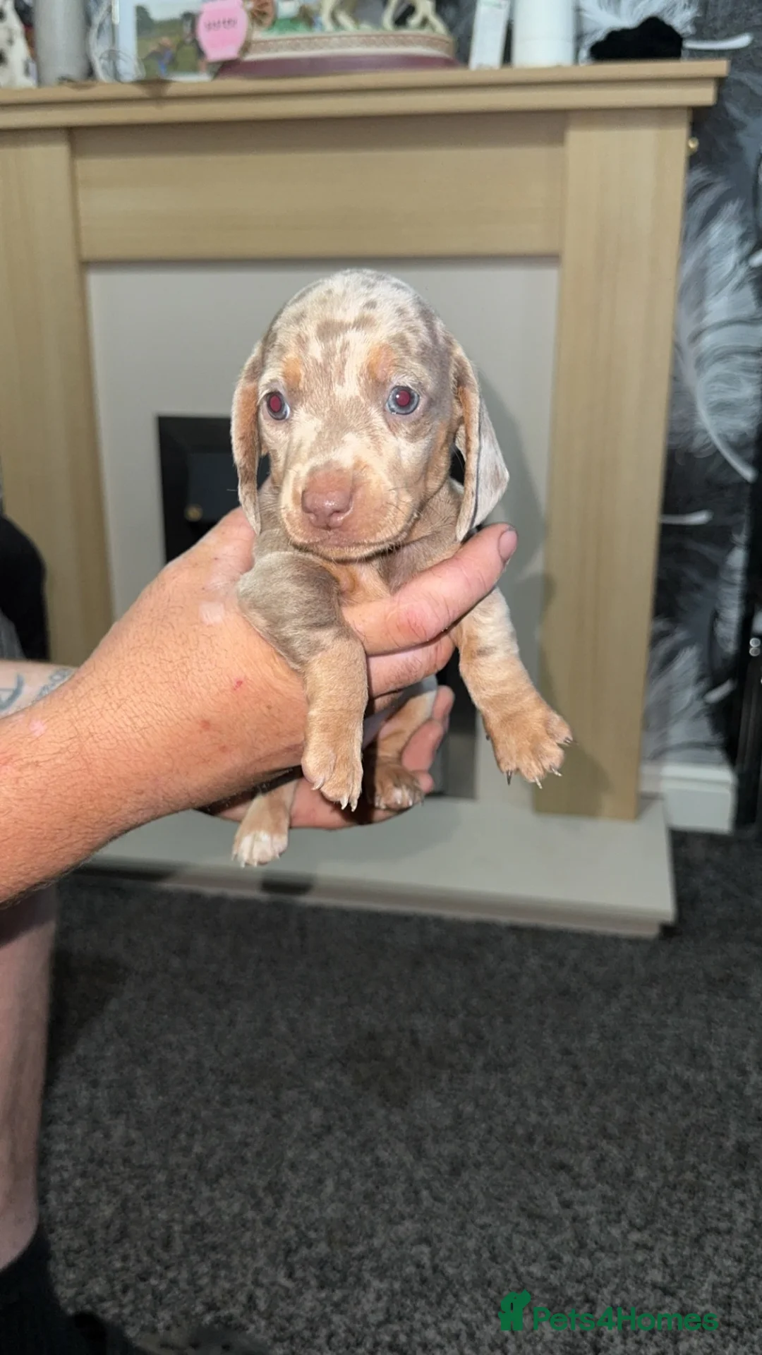 Miniature Dachshund dogs for sale: Ready to leave miniature dachshund pups in Bradford - Advert 18