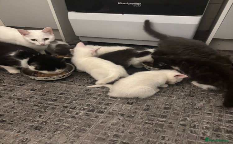 Mixed Breed cats - Advert 4