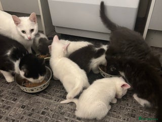 Mixed Breed cats - Advert 4