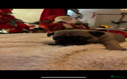 Pug dogs for sale: Pug puppies - Advert 6